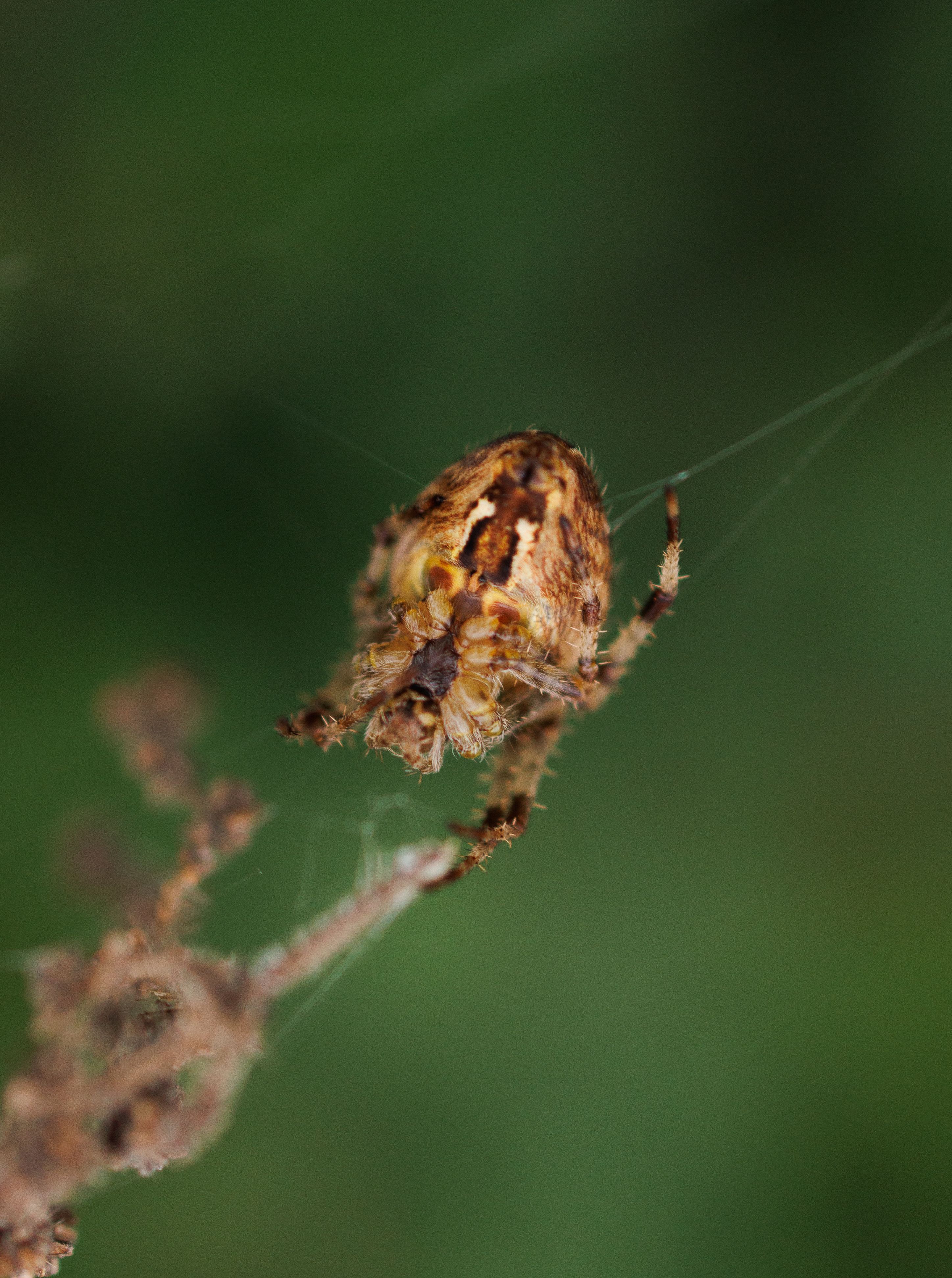 Close-up of European Garden Spider on Web · Free Stock Photo