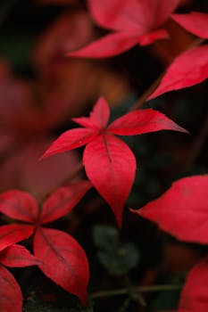 Close-up of vivid red autumn leaves, showcasing natural beauty and seasonal change.