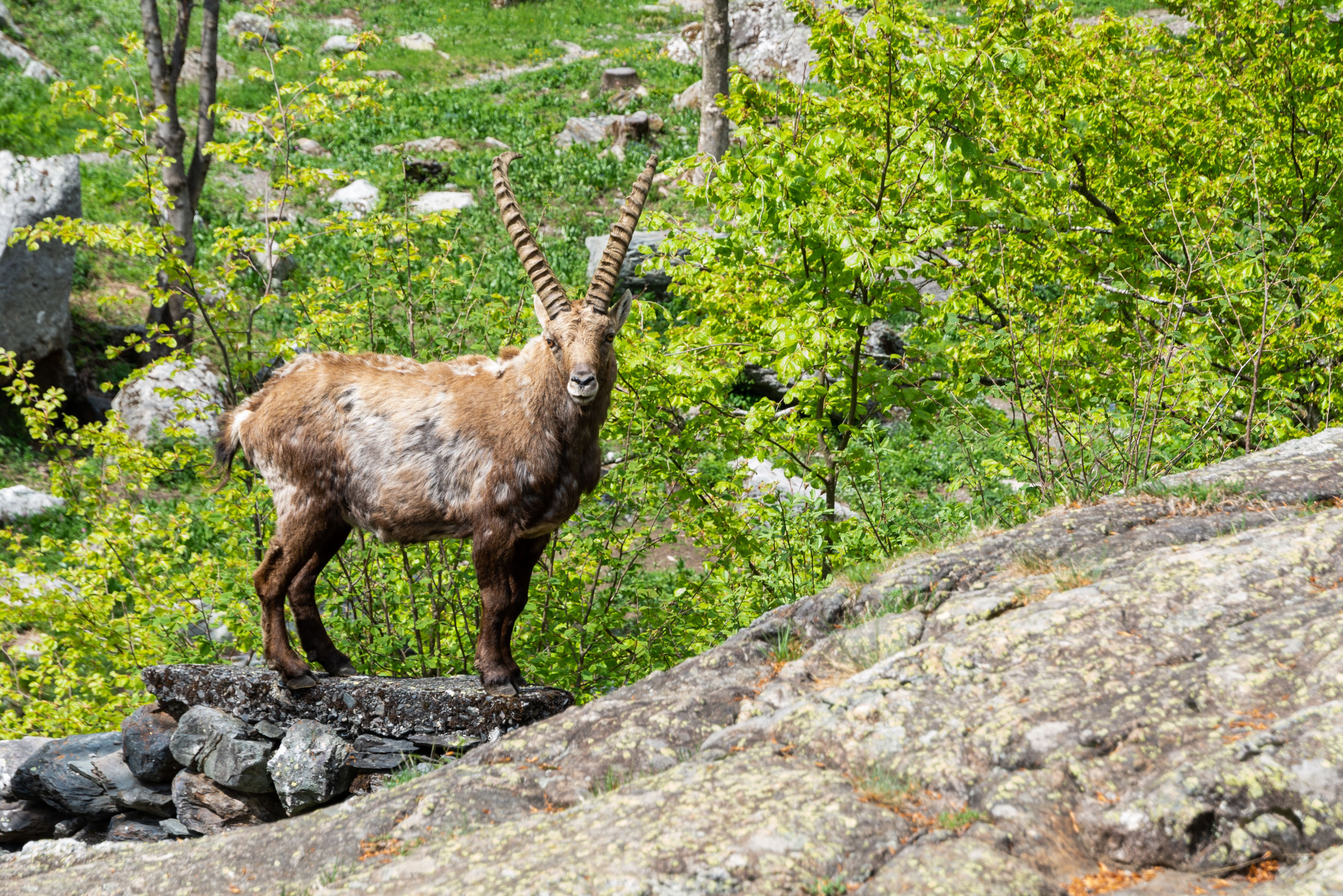ORIX (TSE:8591) Weighs Apollo Interest In Its Life Insurance Unit — Photo by Davide Negro on Pexels