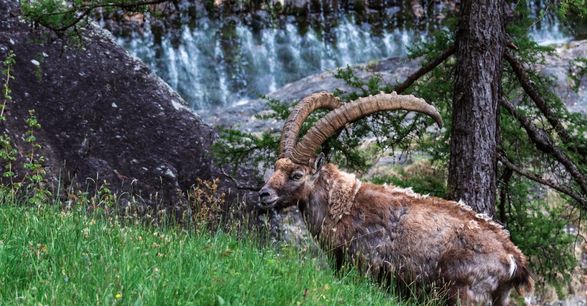 Ibex 35 Slides as Oil, Gas Surge Ahead of ECB Meeting
