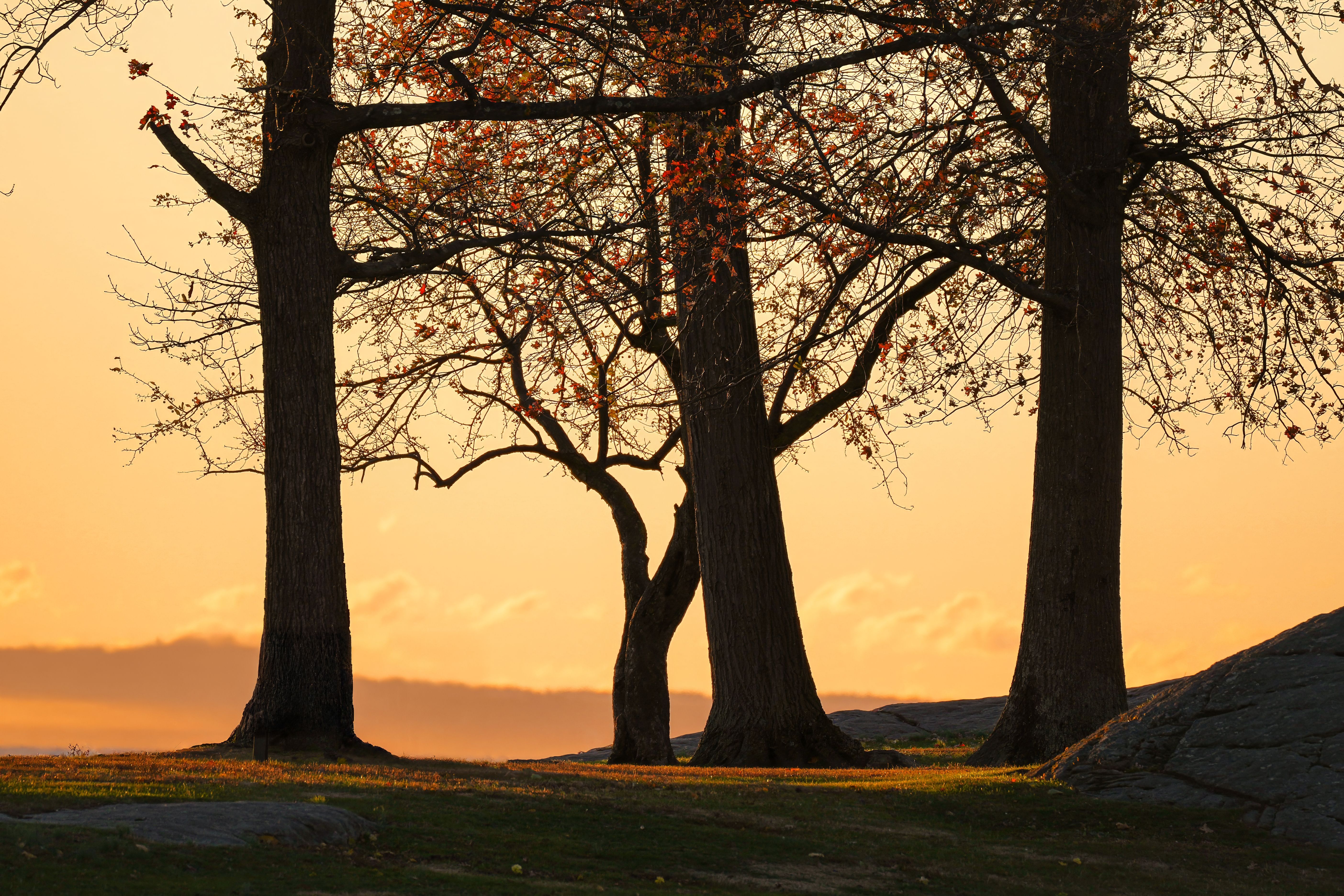 Autumn Trees Silhouetted at Sunrise in Stamford · Free Stock Photo