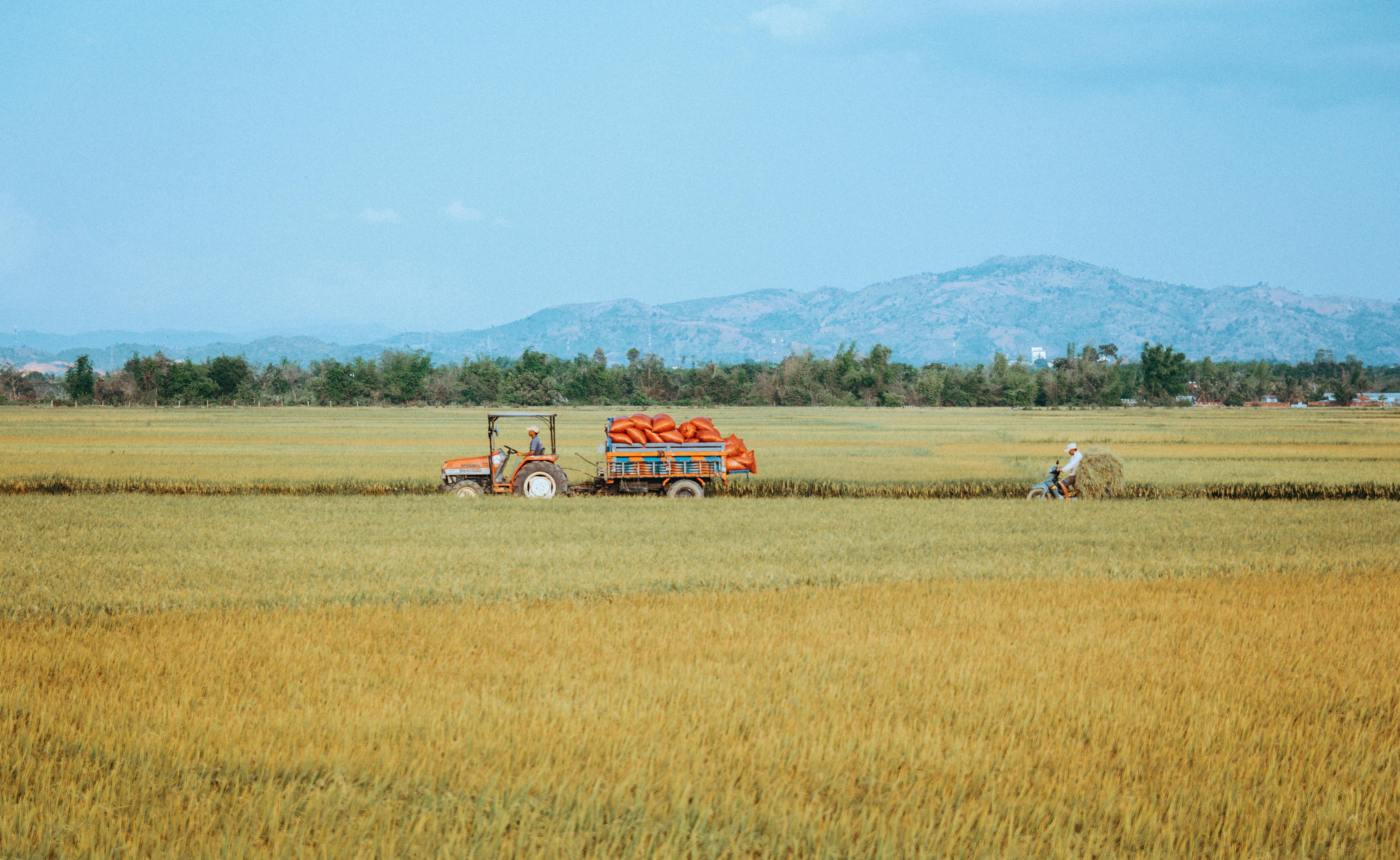 Tractor harvesting rice in the golden fields of Kon Tum, Vietnam under a clear blue sky.