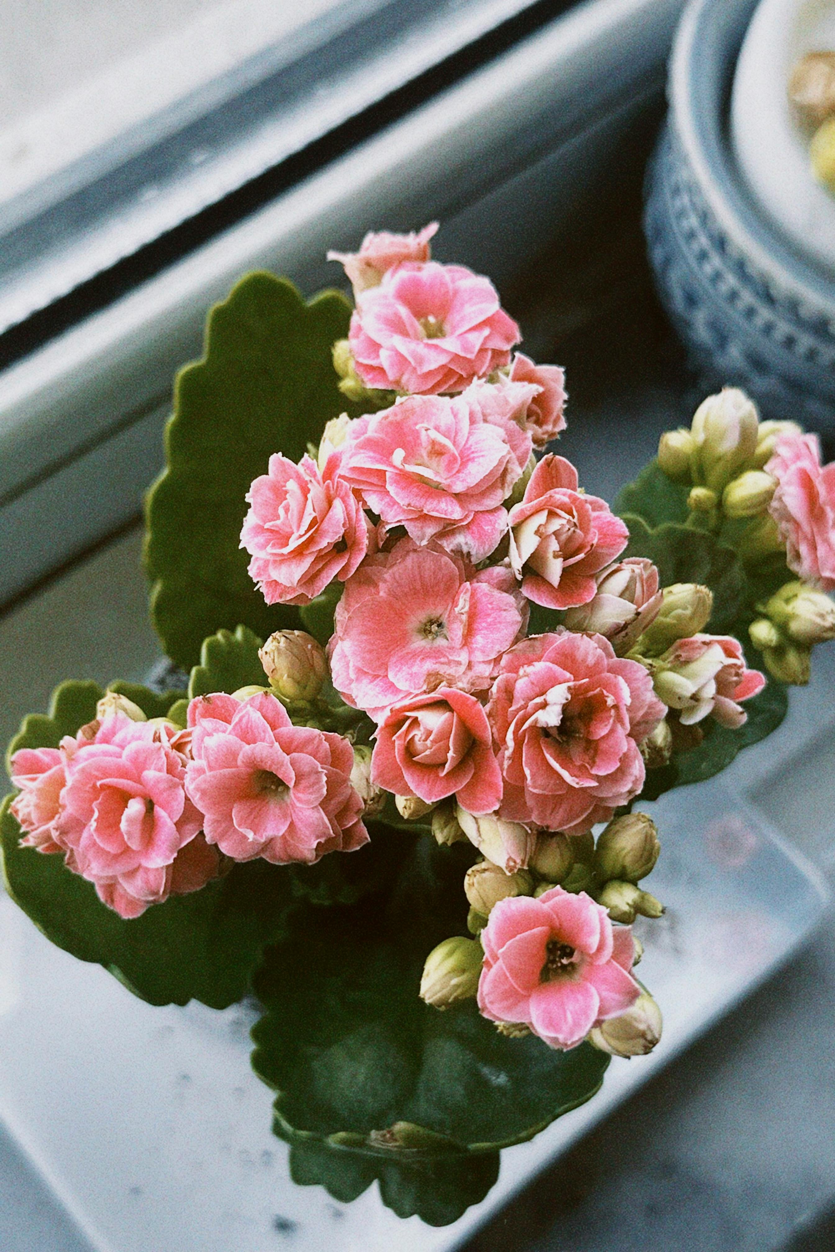 Vibrant pink Kalanchoe flowers in full bloom on a windowsill, adding a touch of nature indoors.
