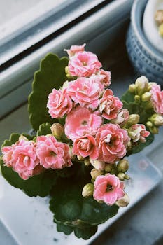 Vibrant pink Kalanchoe flowers in full bloom on a windowsill, adding a touch of nature indoors.