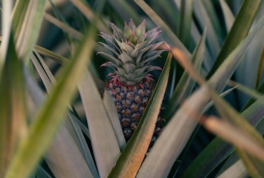 A ripe pineapple surrounded by vibrant green foliage in a tropical setting.