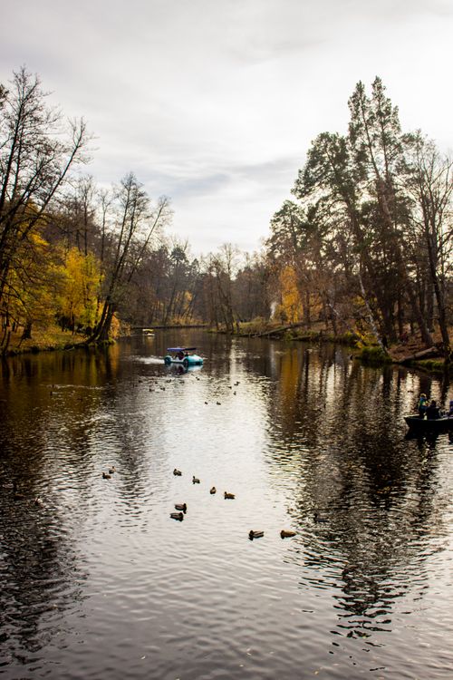 Free Peaceful autumn scene with boats and ducks on a serene lake surrounded by trees. Stock Photo