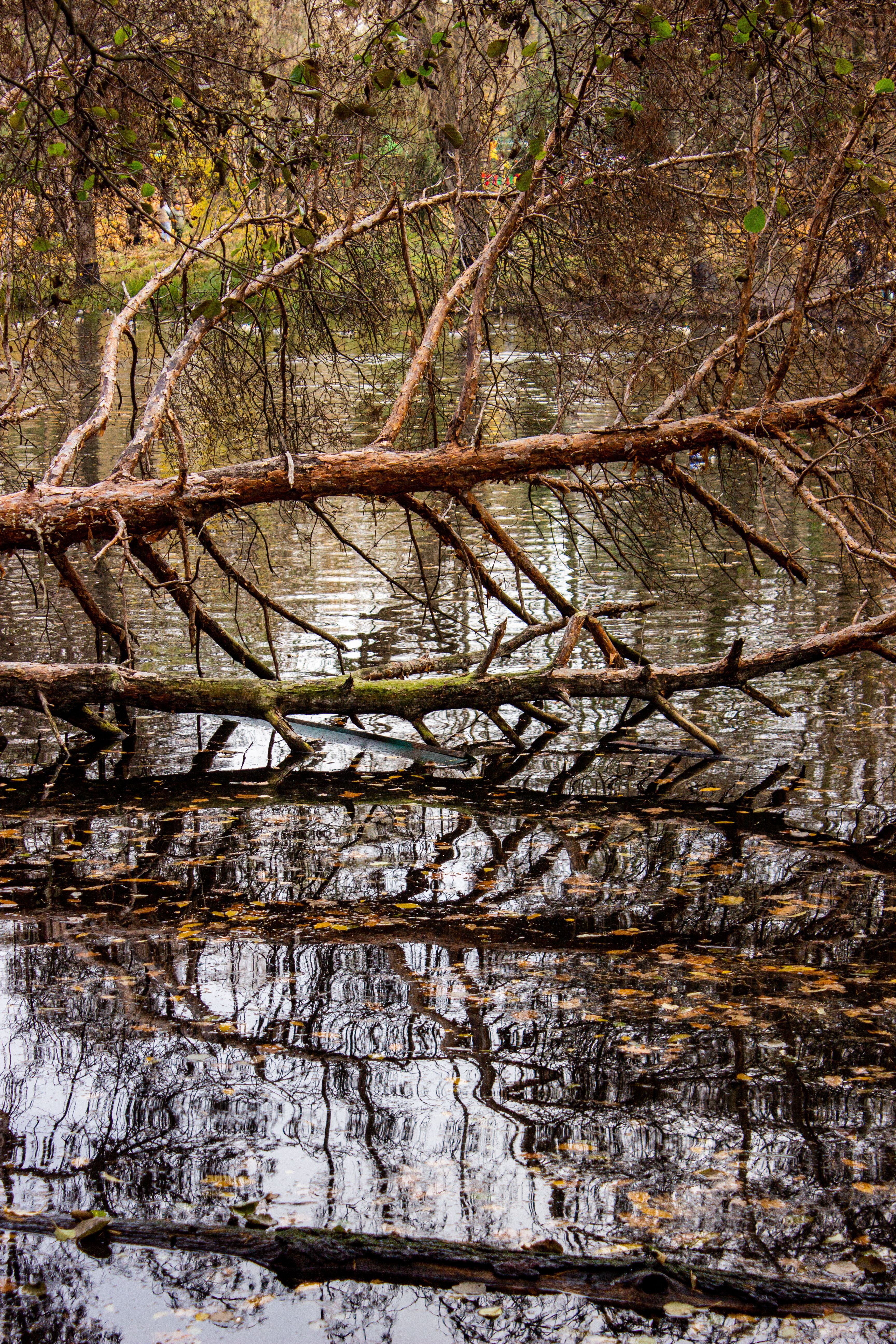 Serene Forest Reflections in Tranquil Pond · Free Stock Photo