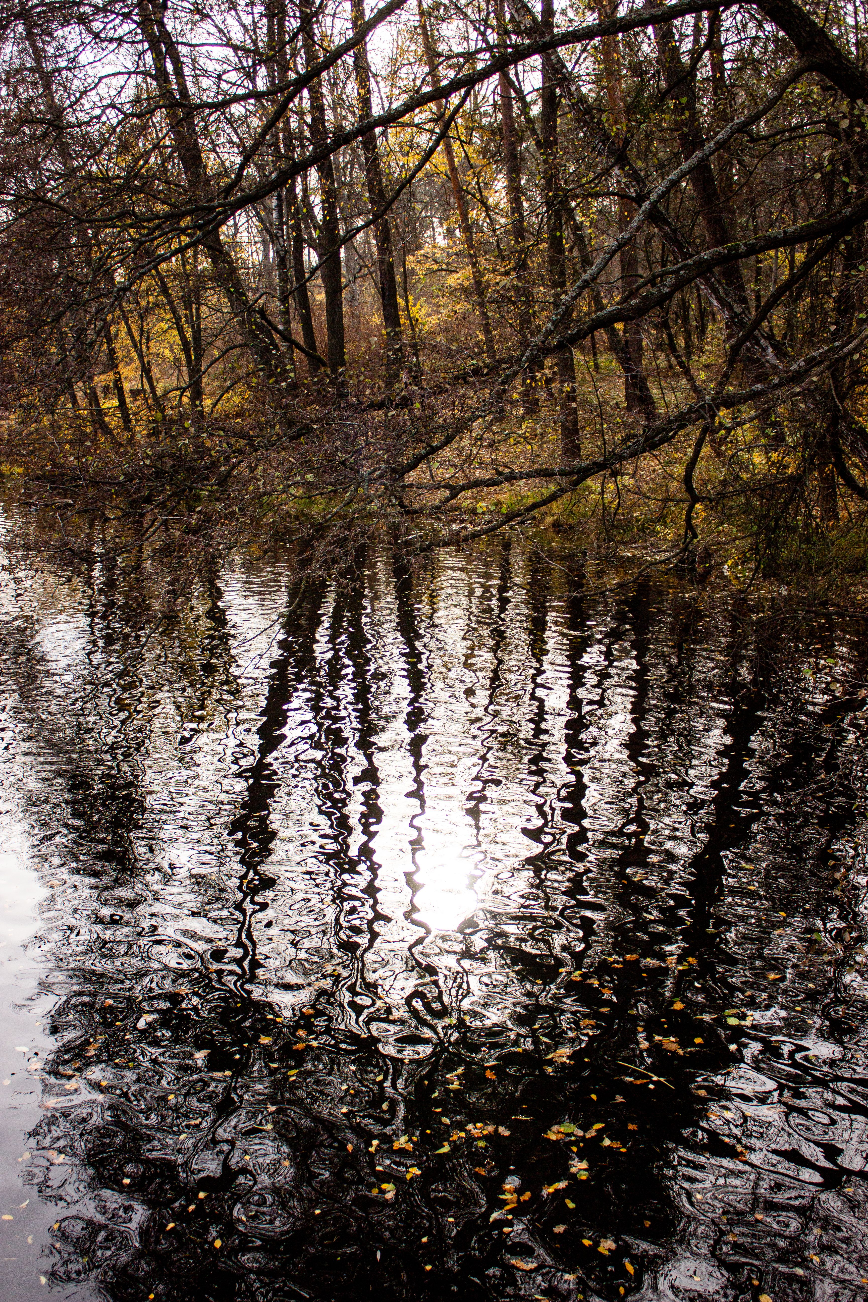 Reflections of Autumn Trees on a Calm Lake Surface · Free Stock Photo