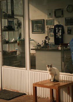 A curious cat sits outside a vintage shop with reflective windows.