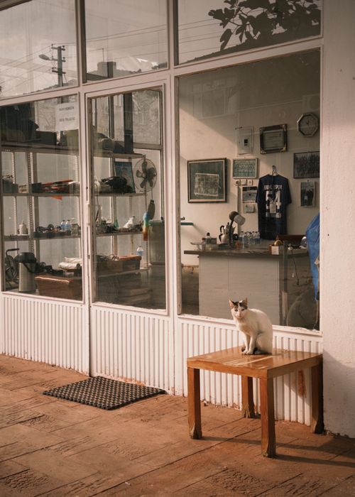 Free A white cat sits on a wooden bench outside a rustic shop with glass windows. Stock Photo