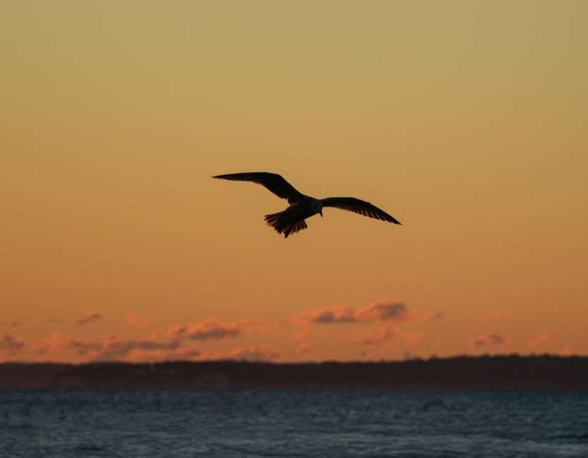 A silhouette of a seagull flying over the ocean at sunset against a vibrant sky.