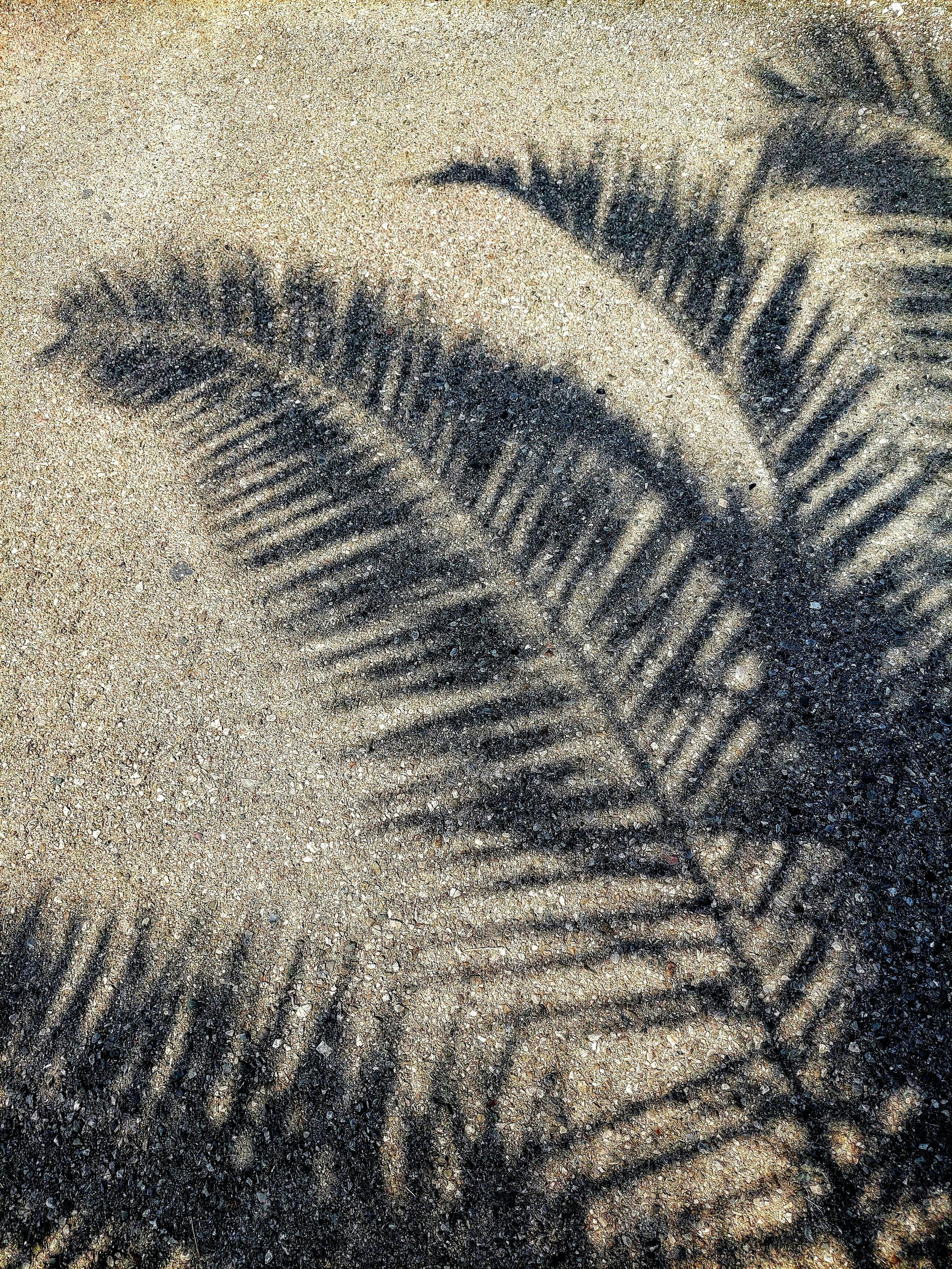 Artistic palm tree shadow casting on sunny sand in Tivat, Montenegro.