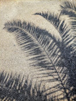 Artistic palm tree shadow casting on sunny sand in Tivat, Montenegro.