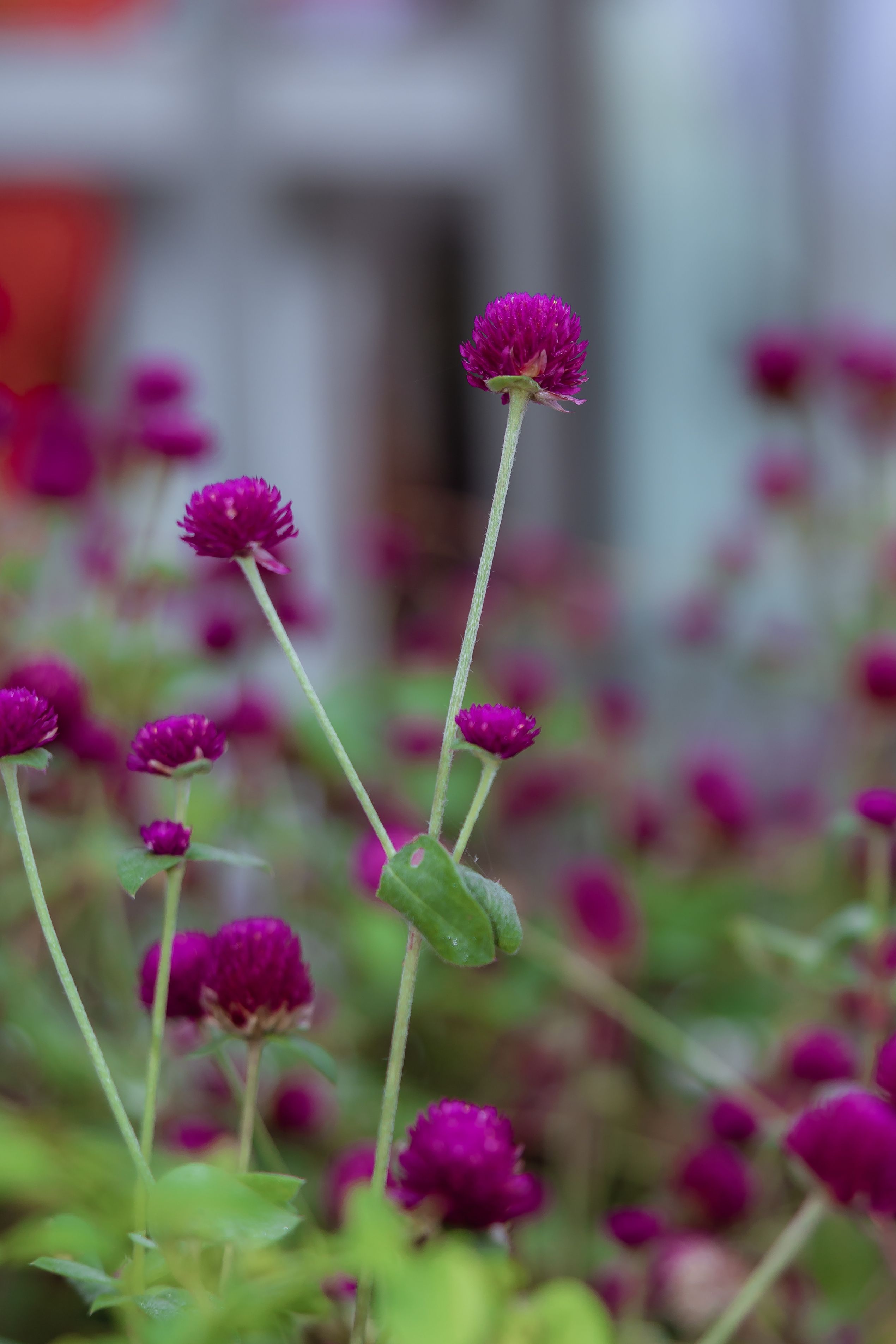Close-Up of Amaranth Flowers in Bloom · Free Stock Photo