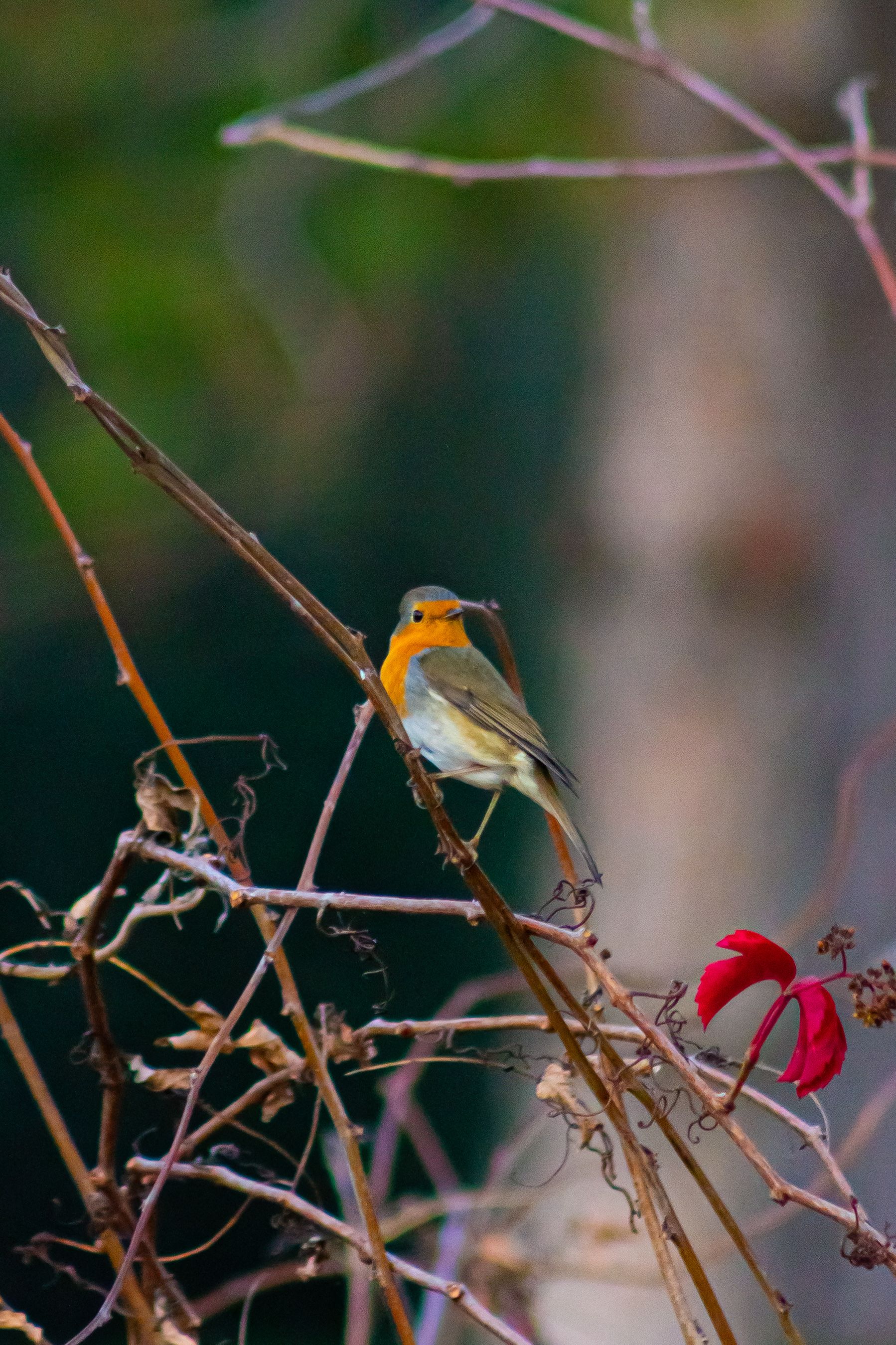 European Robin Perched on Autumn Branch · Free Stock Photo