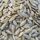 pumpkin seeds