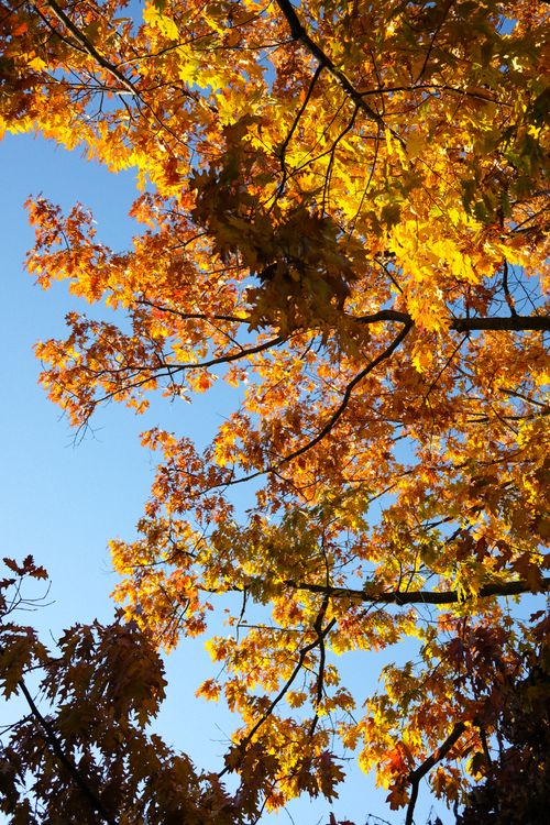 Free Bright autumn leaves on a sunny day create a vibrant natural scene. Stock Photo