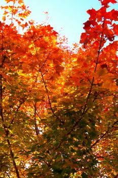 Bright autumn leaves in orange and red hues under sunlight, showcasing the beauty of fall.
