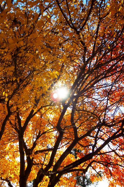 Fotomural Hojas otoñales de vivos colores amarillos y rojos con la luz del sol filtrándose entre los árboles.