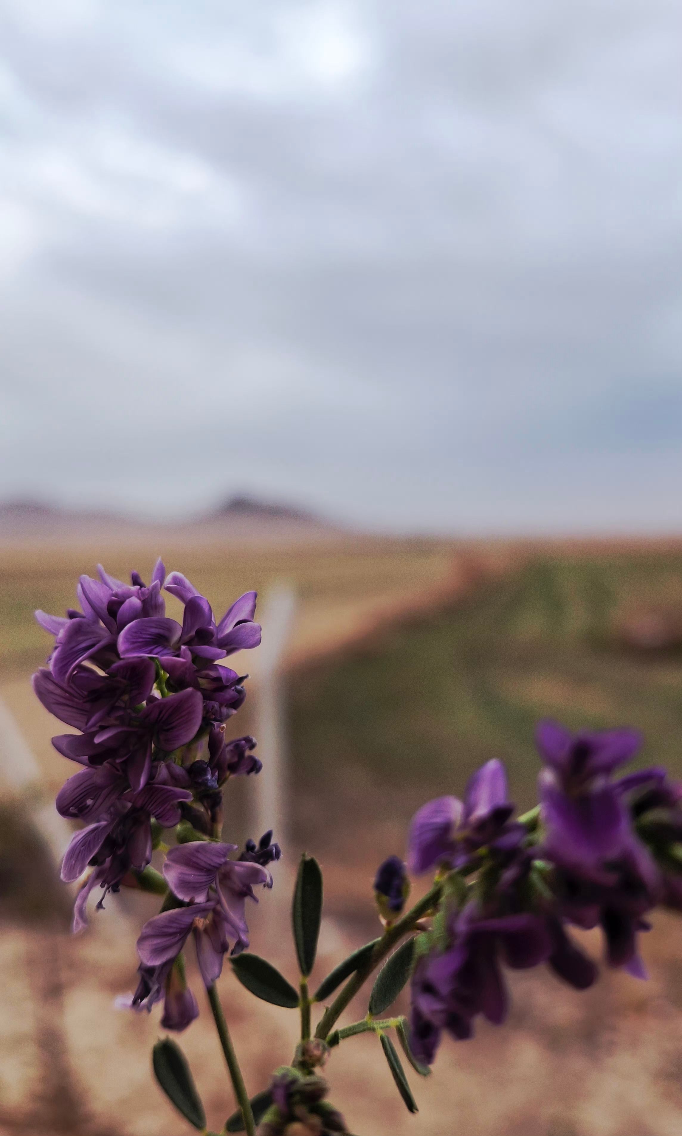 Purple wildflowers blooming with a vast desert landscape in the background, under a moody sky.