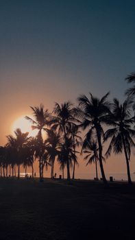 Scenic view of palm trees silhouetted against a vibrant sunset on Oman's coastline.