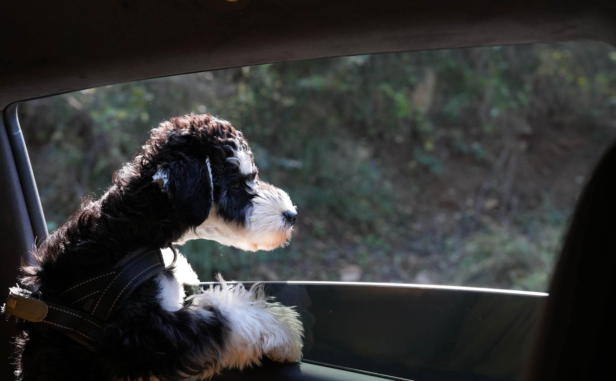 Automobilist beboet voor honden in auto ondanks houdverbod