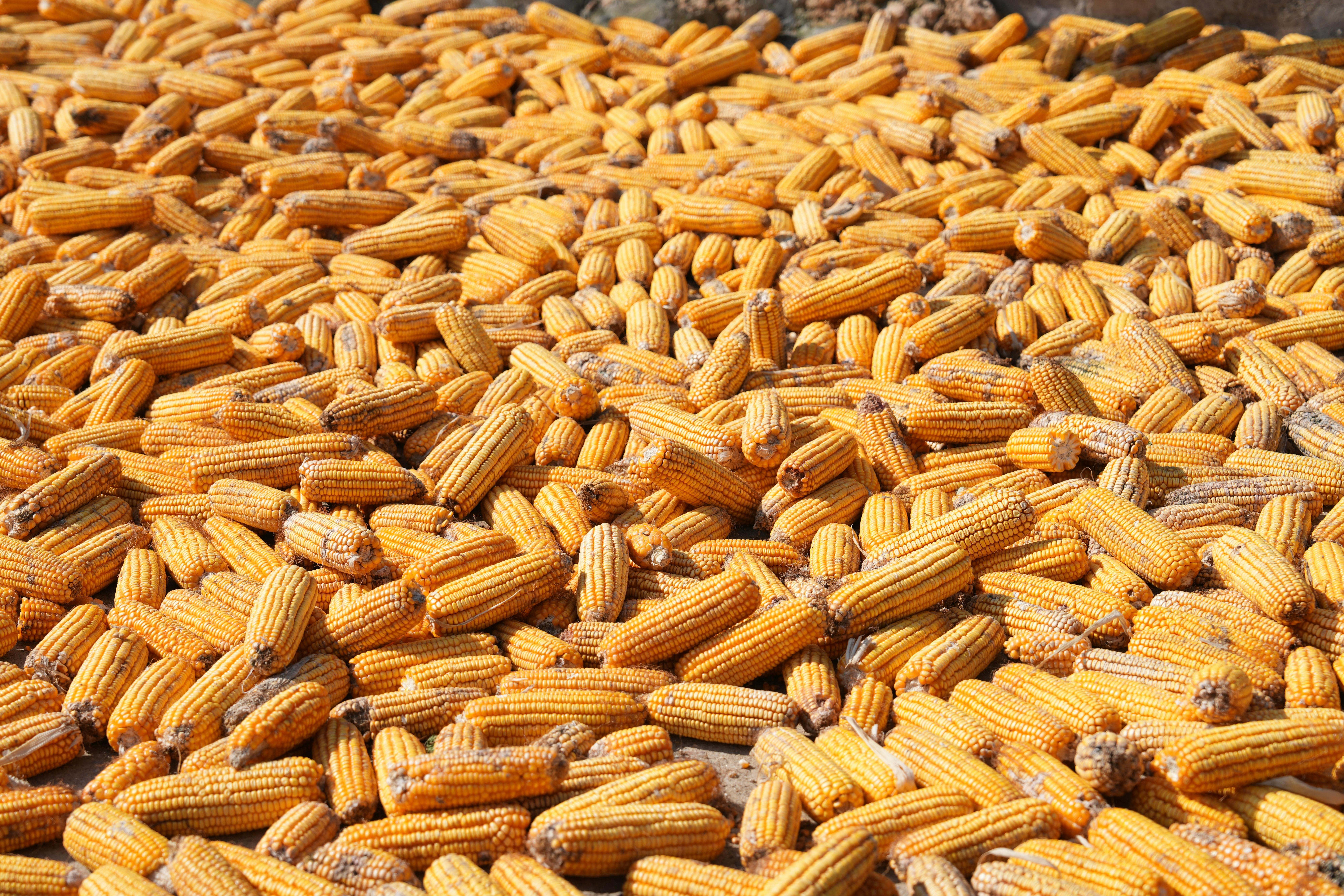 Biofarm insights image