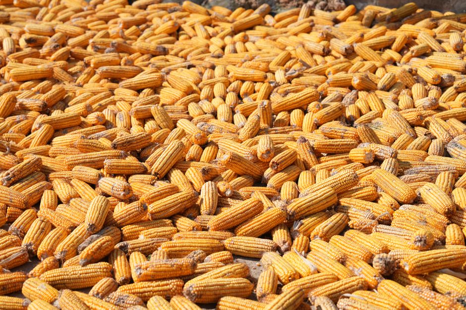 Yellow maize cobs spread out to dry in the sun — getting grain hard and dry before storage is what keeps aflatoxin from taking hold in the damp.