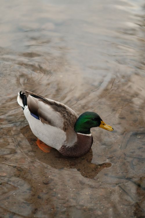Free A close-up image of a male Mallard duck swimming in calm water, showcasing its vibrant colors. Stock Photo
