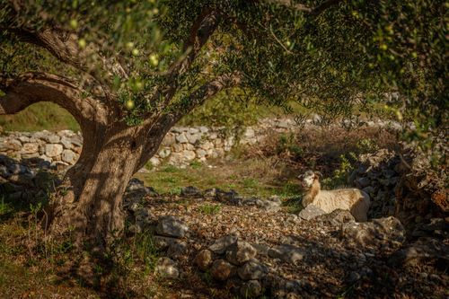 Free Idyllic scene of a sheep resting under an olive tree in a stony rural landscape. Stock Photo