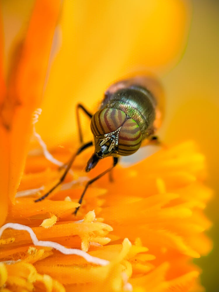 Close-up Photography Of A Fly