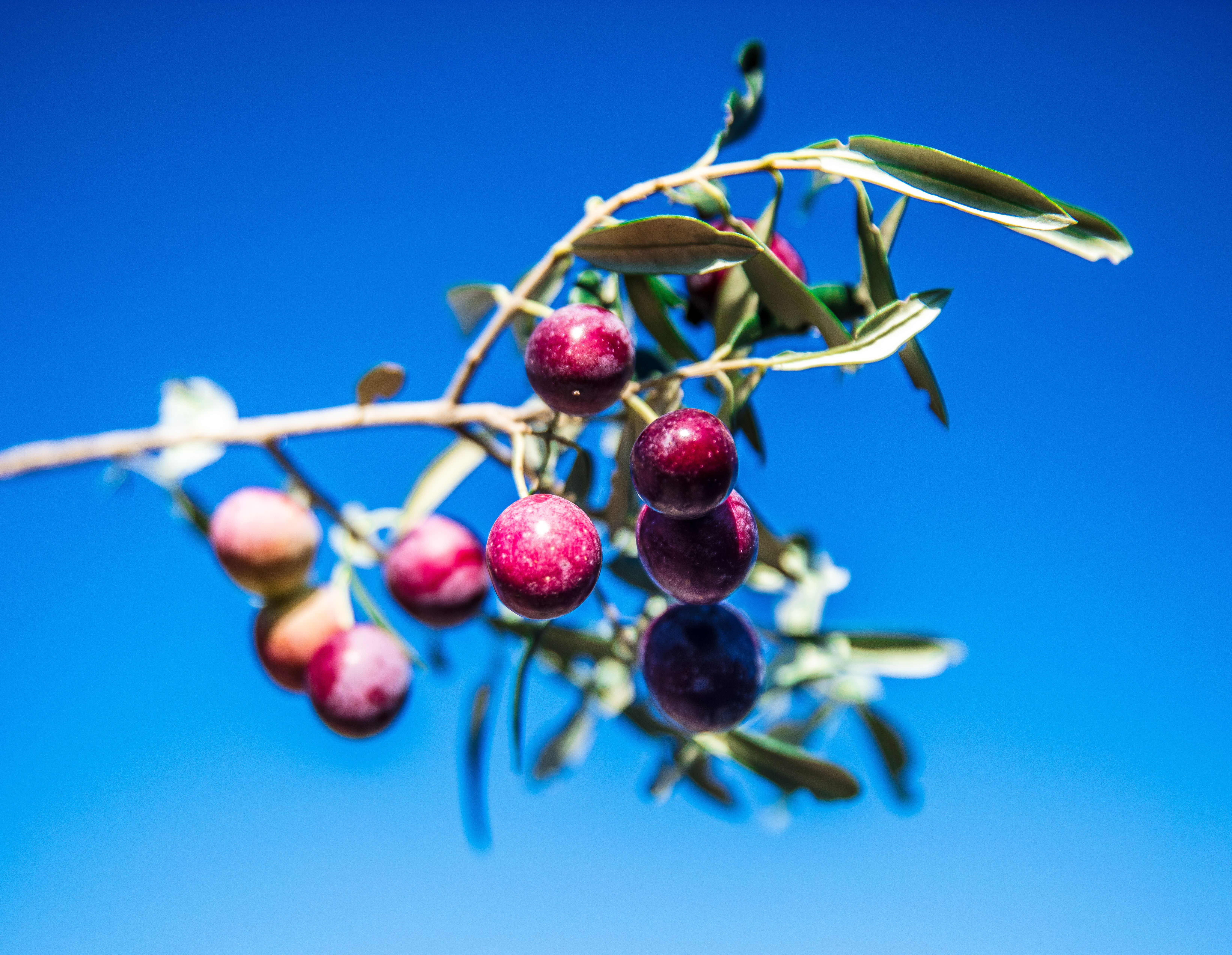 Close-up of ripe purple olives on a tree branch with a bright blue sky background, emphasizing natural growth. - Evidence evidence guide for olive leaf metabolic health randomized trial