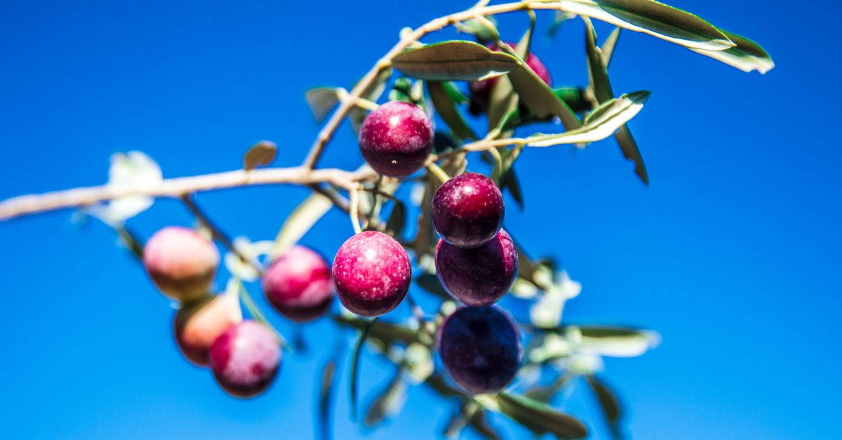 Close-up of ripe purple olives on a tree branch with a bright blue sky background, emphasizing natural growth. - Evidence evidence guide for olive leaf metabolic health randomized trial