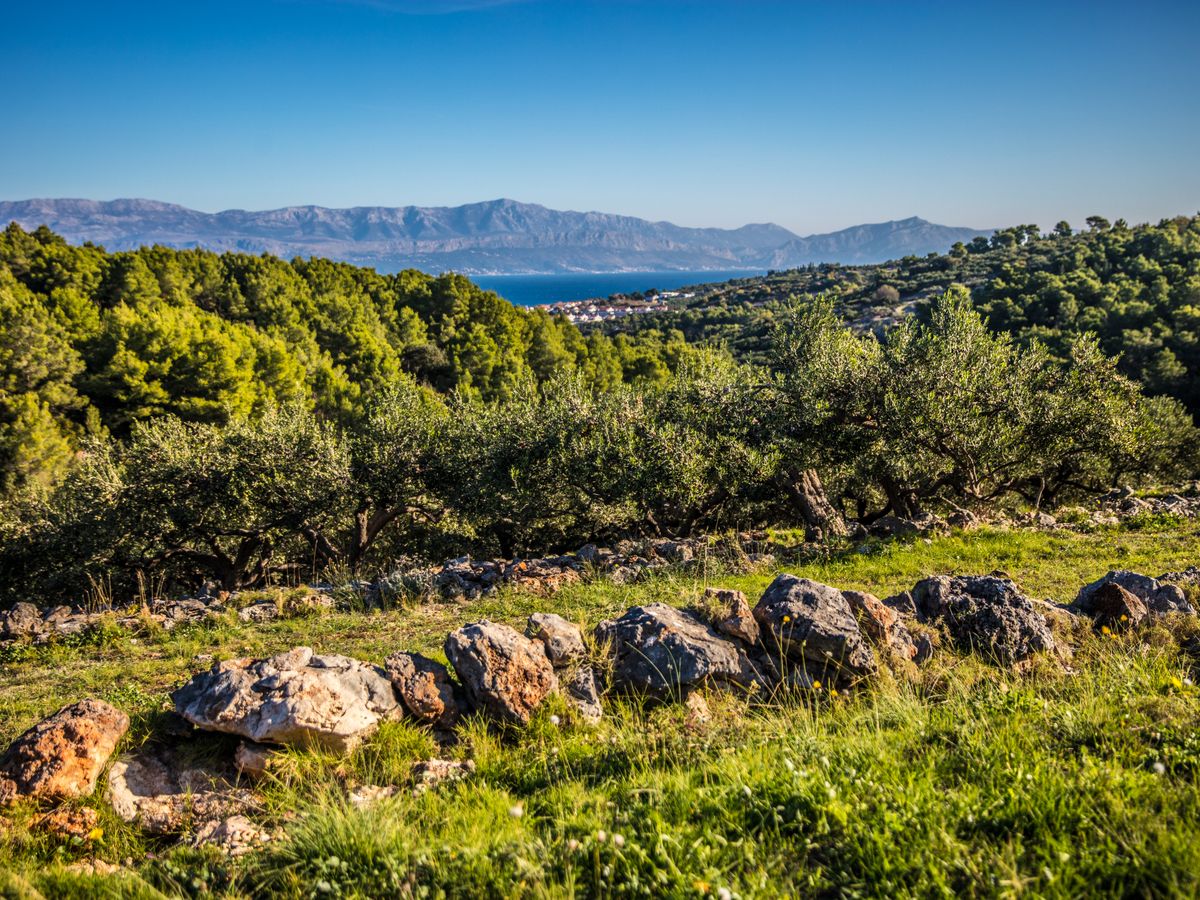 7 Day Ashtanga Yoga Retreat in Pakleni Islands, Croatia 1