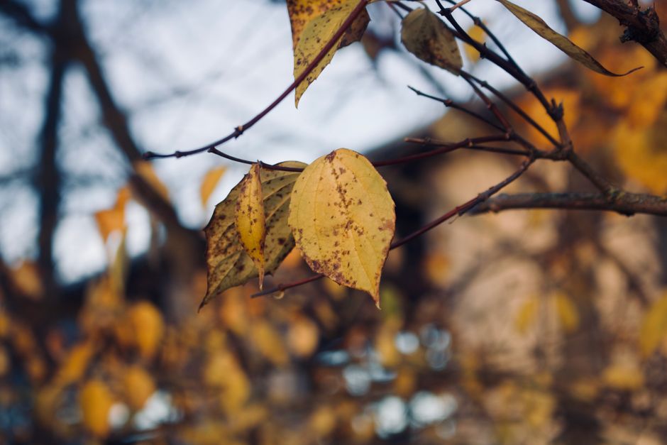Yellow autumn leaves on a tree branch — signs of water stress causing tree leaf curl in Surrey BC
