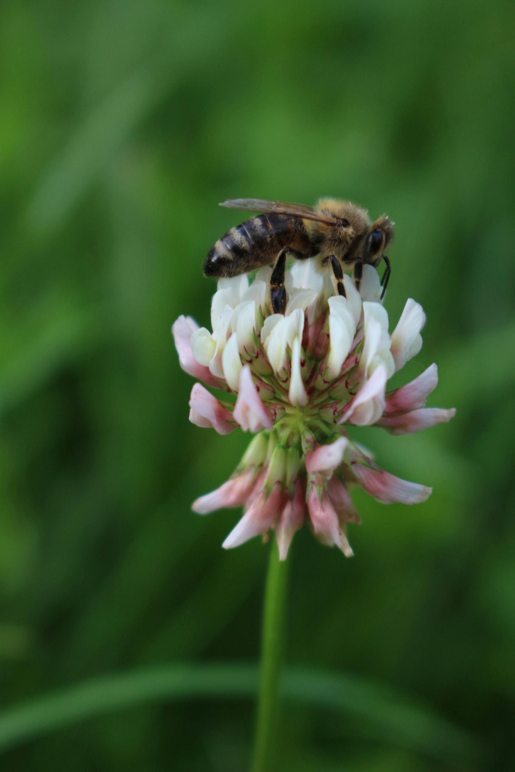 clover flower and honey bee