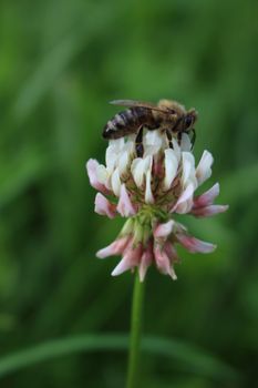 Honey (US Clover)