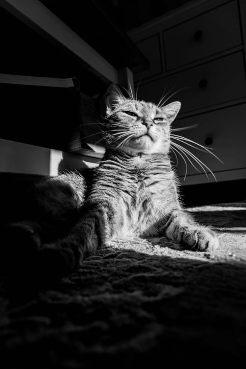 Free A serene cat lounging indoors, basking in sunlight through shadows. Stock Photo