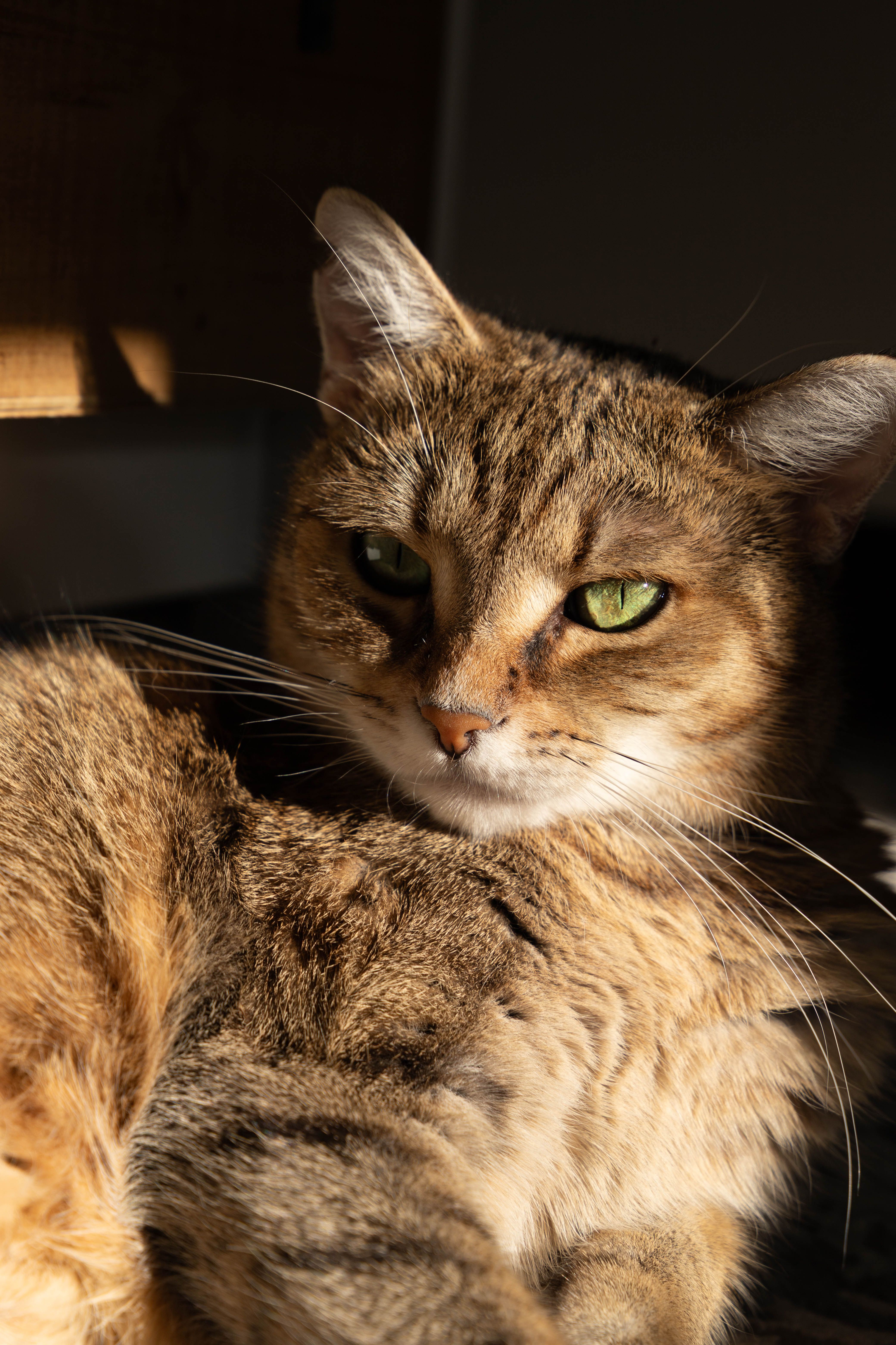 Close-Up of a Relaxed Tabby Cat in Sunshine · Free Stock Photo