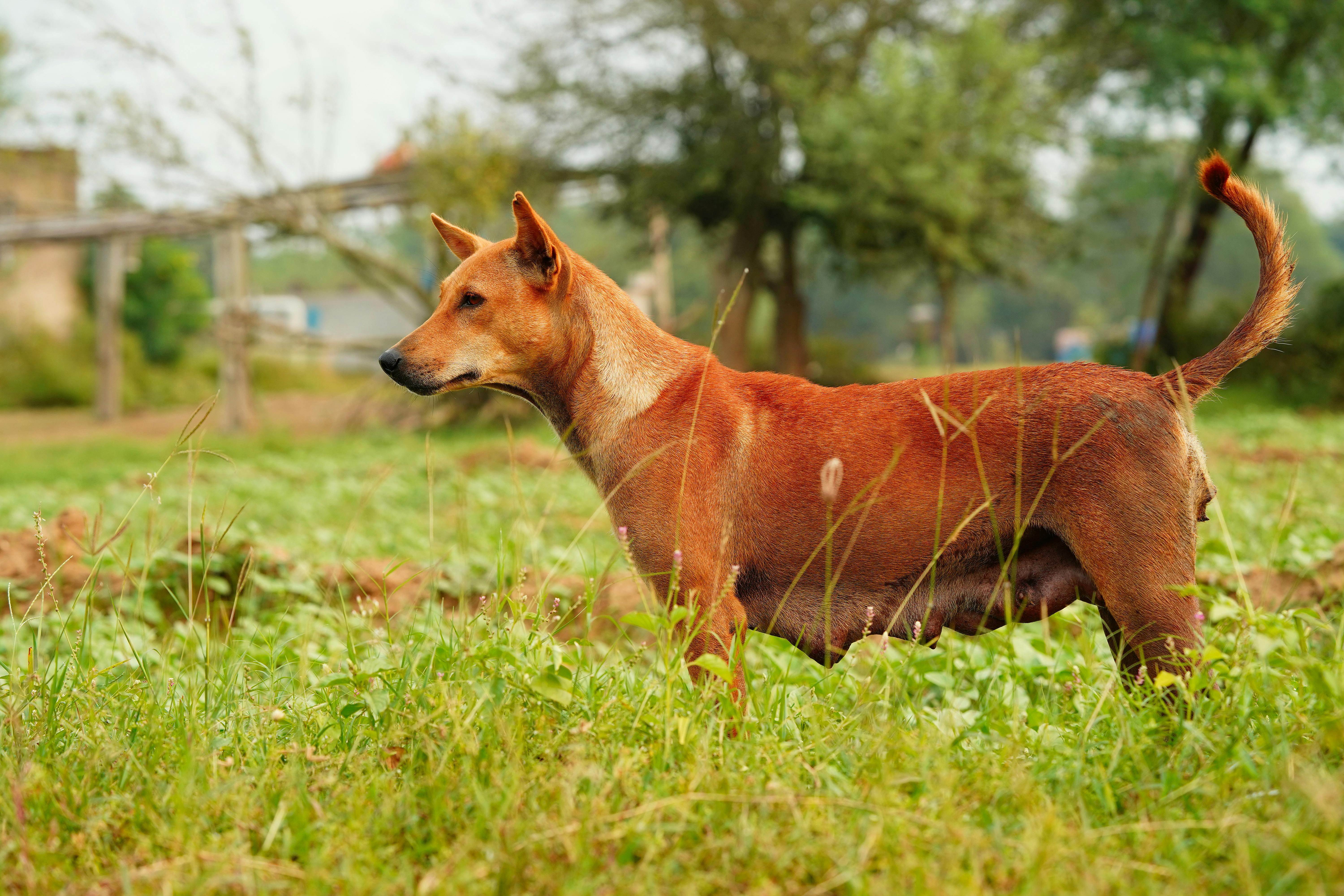 生活：黃文益呼籲完善法規補漏洞 守護毛小孩權益