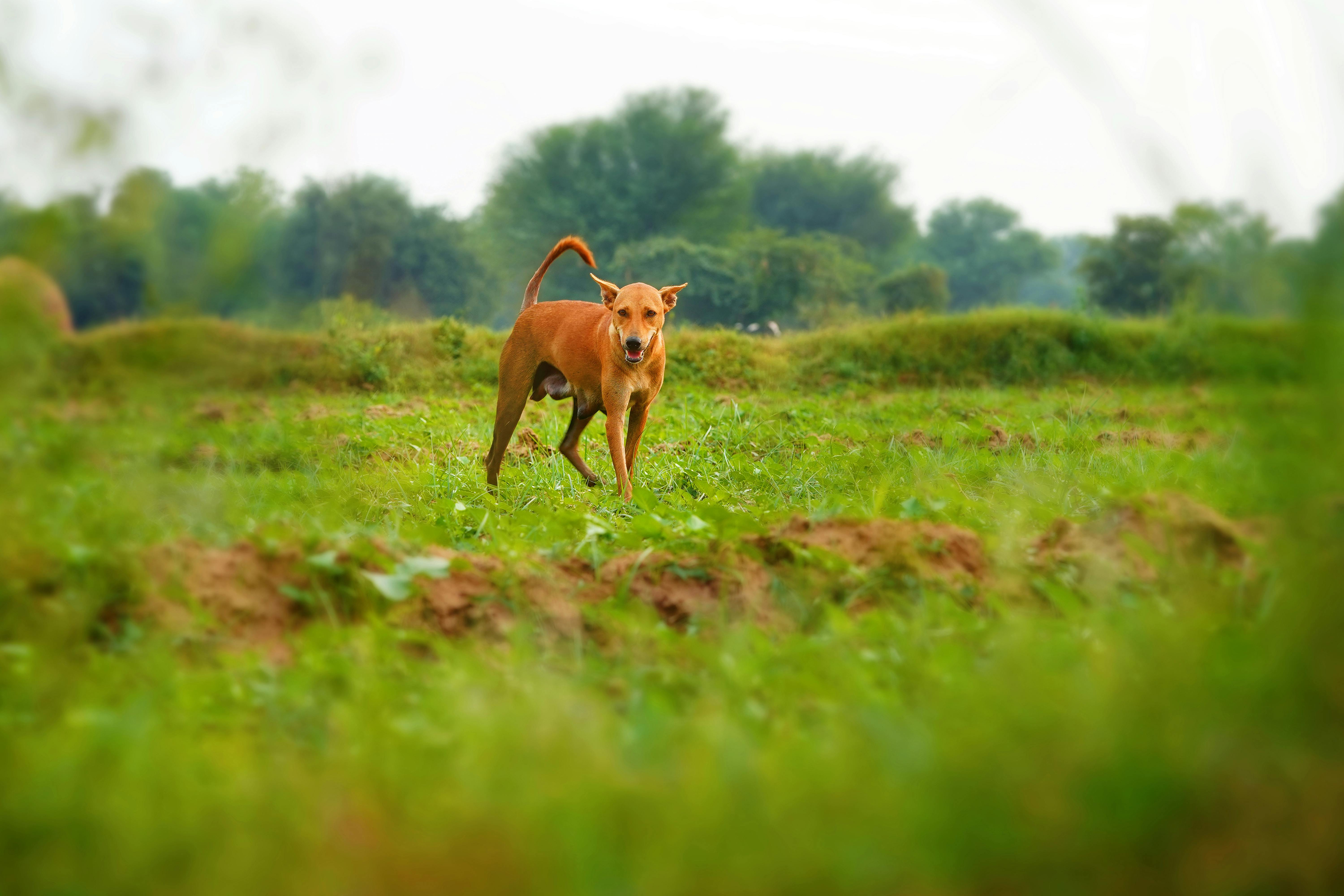 生活：黃文益呼籲完善法規補漏洞 守護毛小孩權益