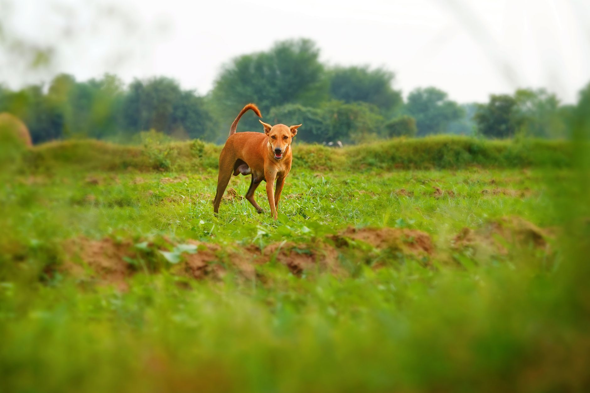 Portrait of a dog at a veterinary clinic