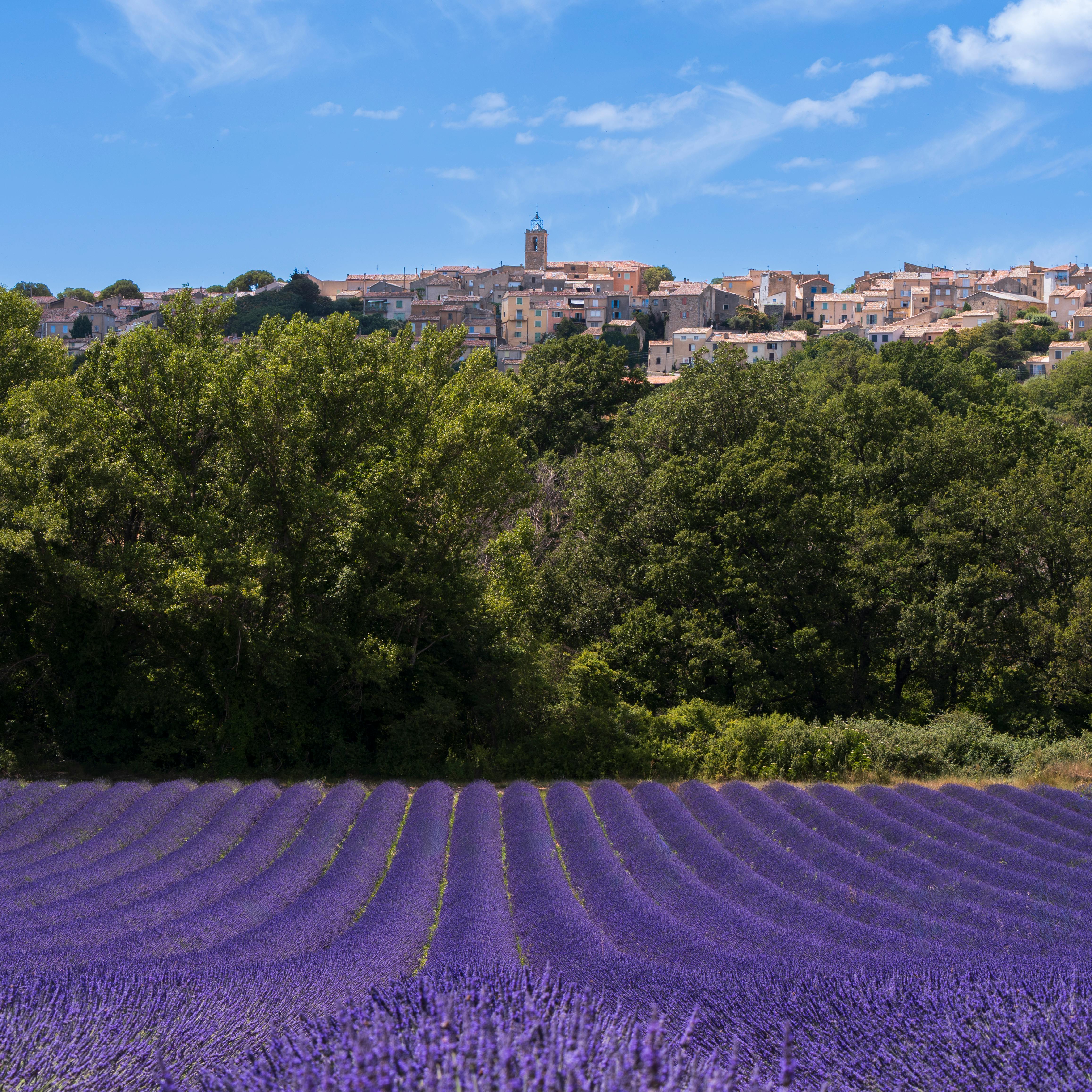 Guide to Visiting Provence's Lavender Fields in 2026