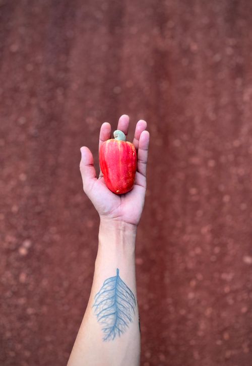 Free A tattooed arm holds a ripe cashew apple on a textured red background, showcasing natural produce. Stock Photo