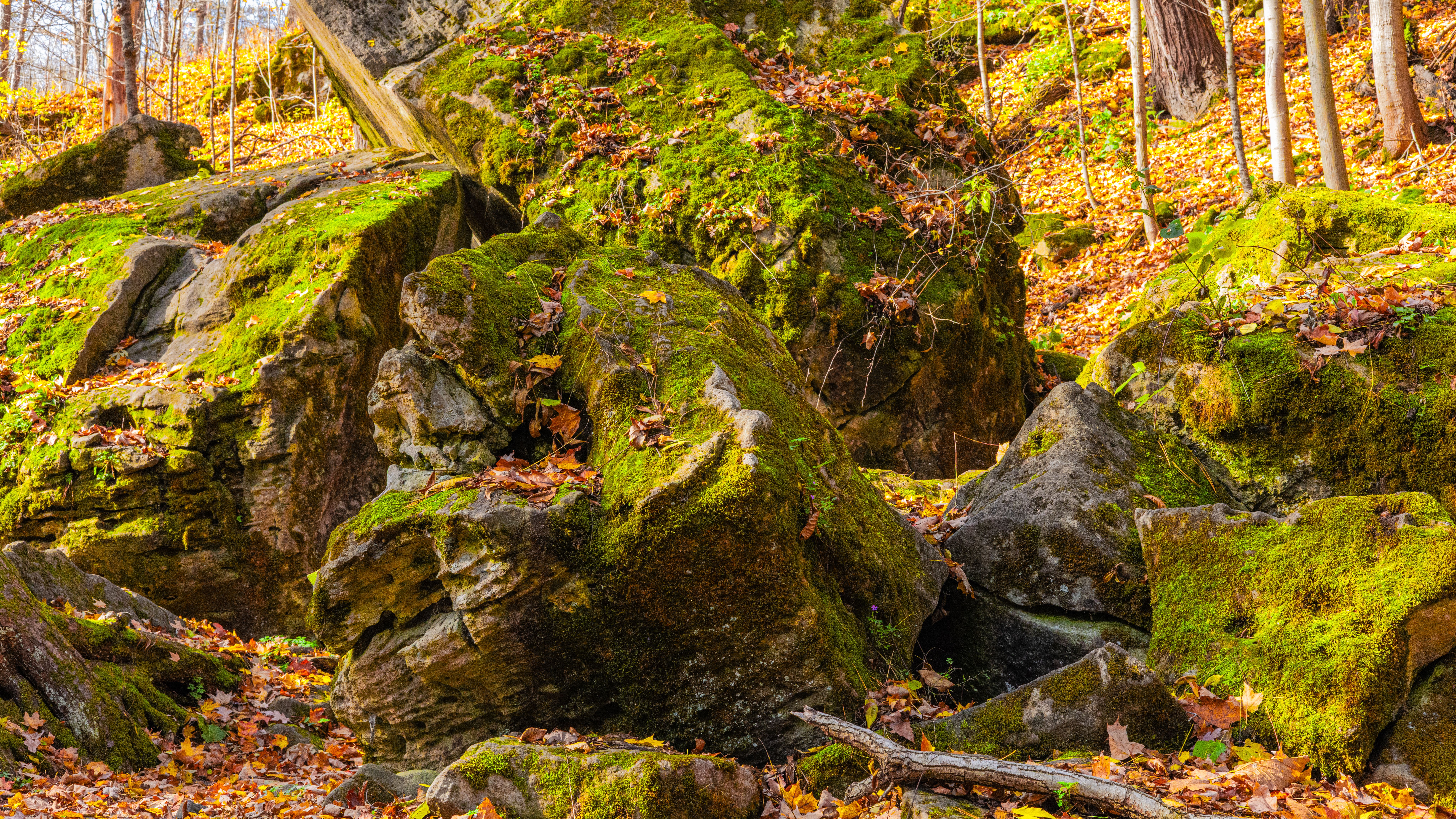 Forest Eith Rocks Rocks and Bushes in Forest · Free Stock Photo