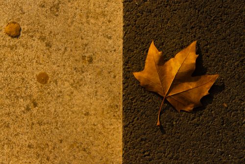 Free Brown autumn leaf on a contrasting textured surface, showcasing seasonal beauty. Stock Photo