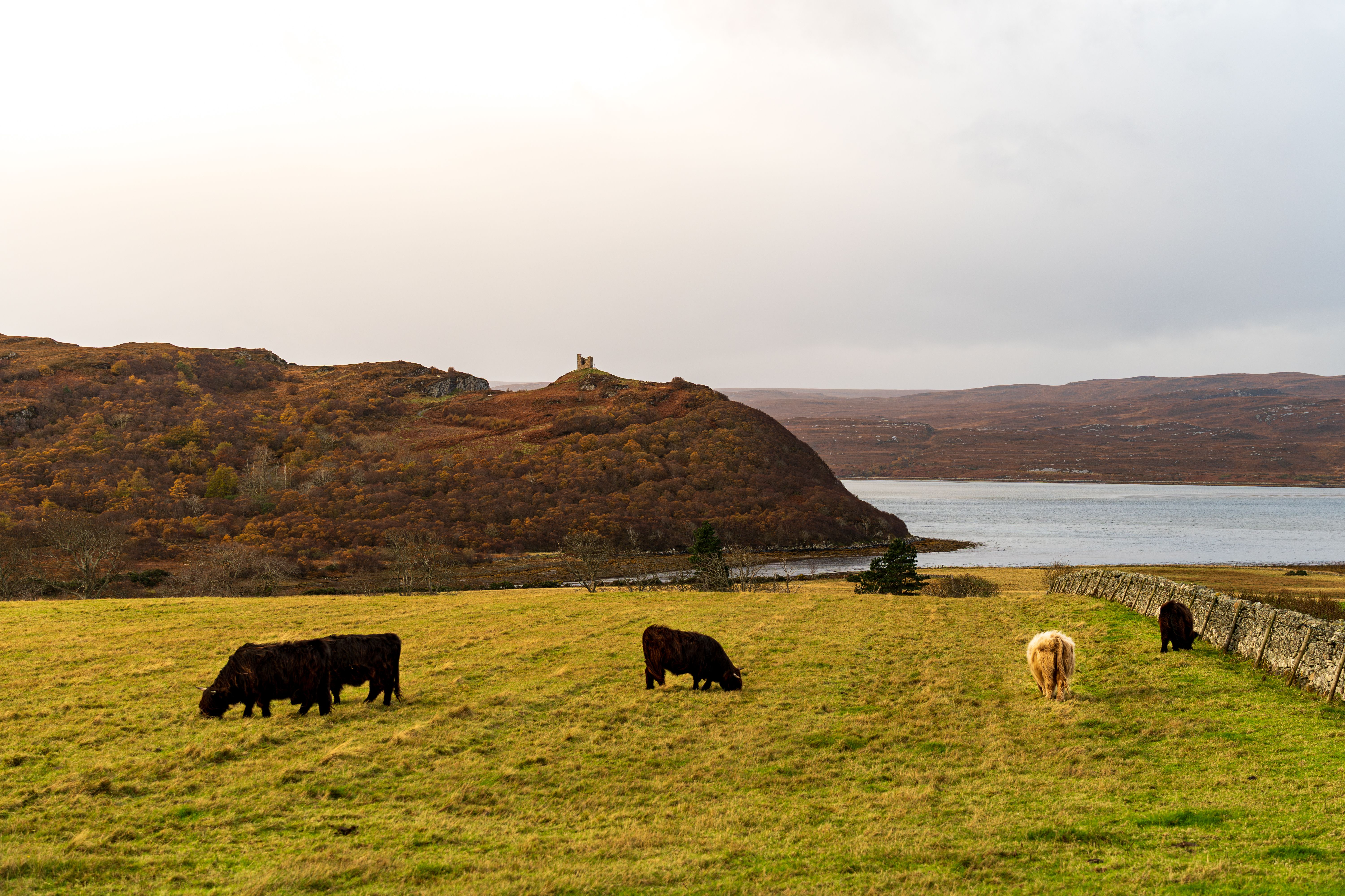 Serene Landscape with Highland Cattle Grazing · Free Stock Photo