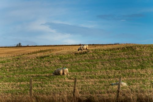 Free Peaceful sheep grazing on a lush, green countryside hill under a bright blue sky. Stock Photo