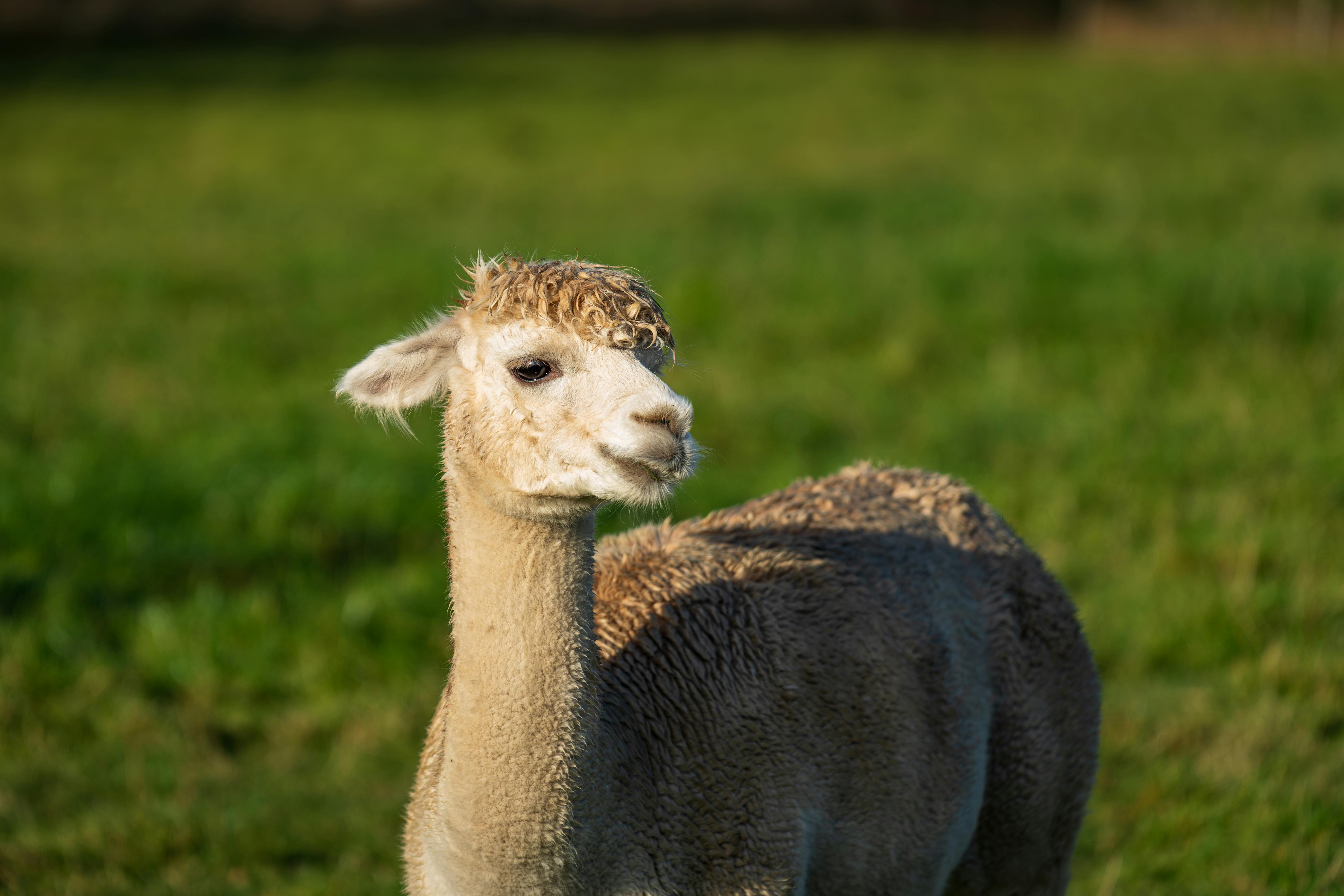 生活：黃文益呼籲完善法規補漏洞 守護毛小孩權益