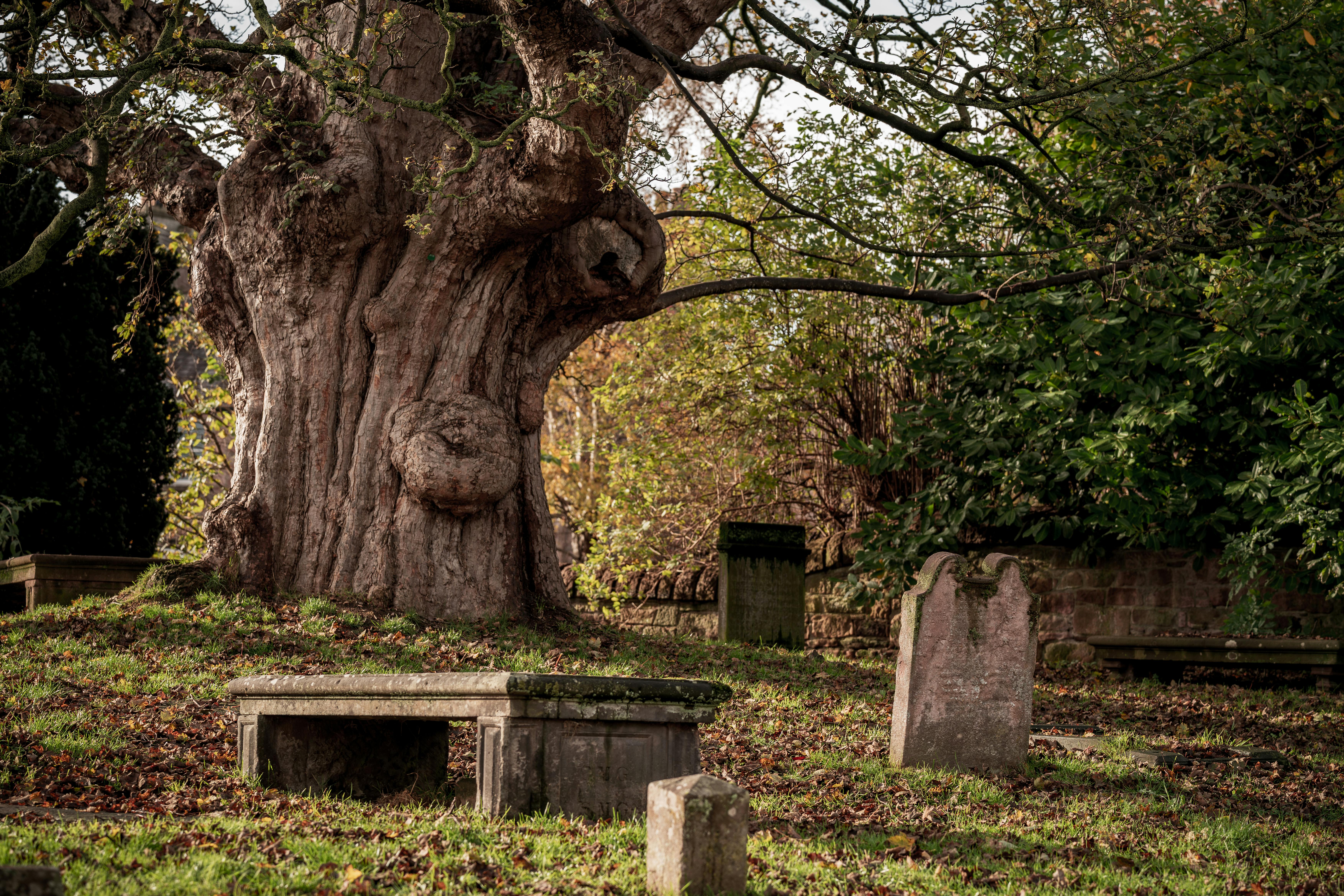 Síndrome de la Seca en Quercus: Etiología, Manejo y Adaptación Climática